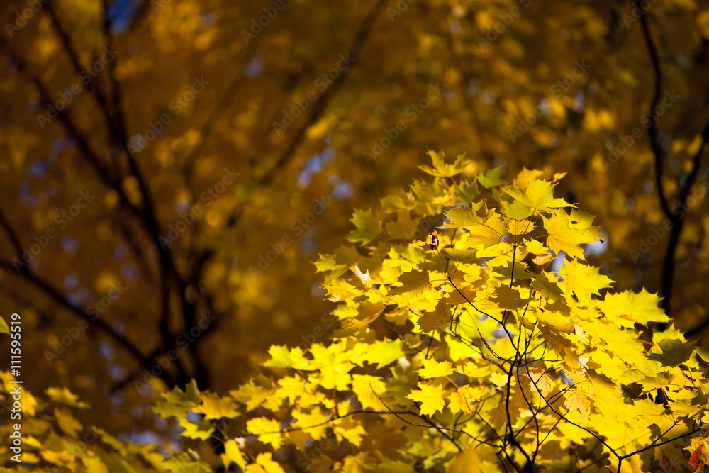 image of autumn tree.