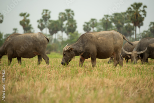 water buffalo is grazing on the meadow, thailand