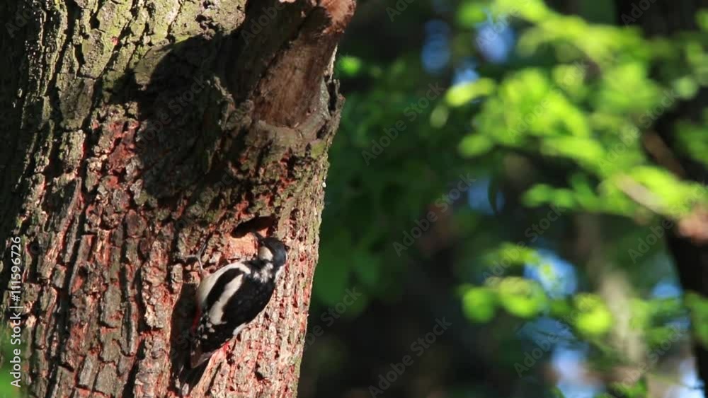 nest a woodpecker in an oak in the wood nest a woodpecker in an oak in the wood