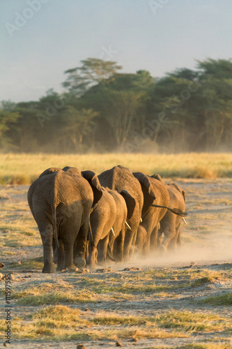 Canvas Print Group of elephants shot at the back in Amboseli, Kenya