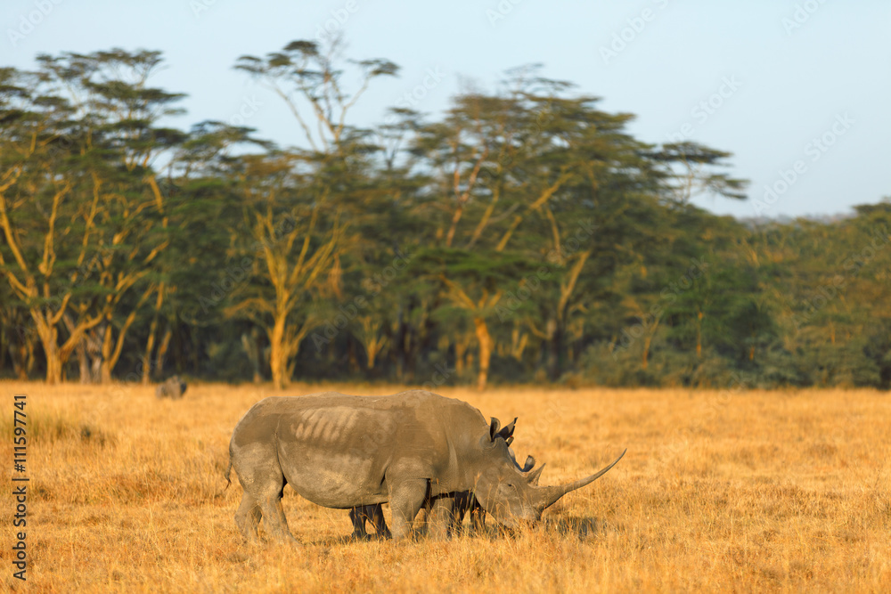 White rhino in Nakuru Park, Kenya during the dry season White rhino in Nakuru Park, Kenya during the dry season