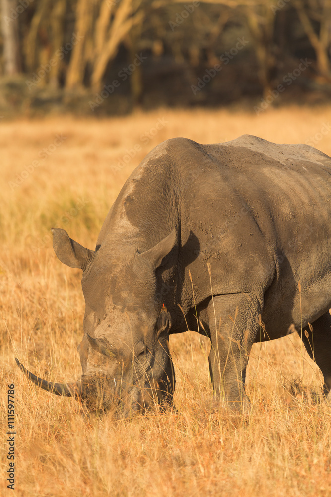Fototapeta premium Portrait of white rhino in Nakuru Park, Kenya during the dry season. Vertical shot.
