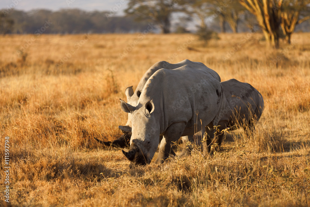 Group of white rhinos in Nakuru Park, Kenya during the dry season Group of white rhinos in Nakuru Park, Kenya during the dry season