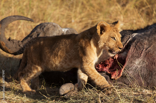 Lion cub eating a buffalo corps at sunset in Masai Mara, Kenya