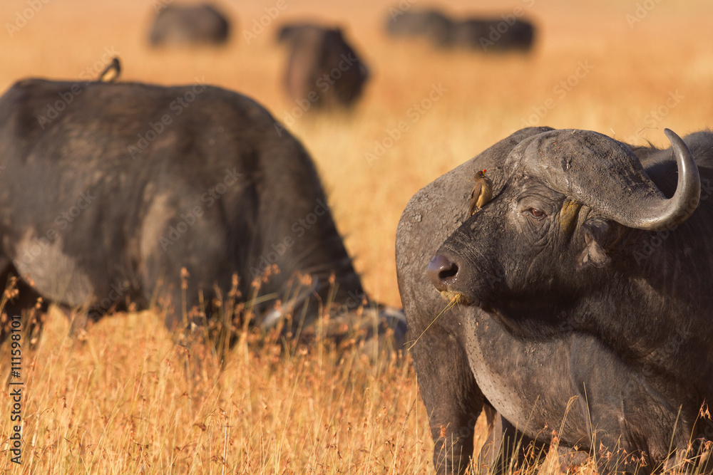 Male buffalo with oxpecker on its nose. Shot at sunset in Masai Mara, Kenya. Looking away.