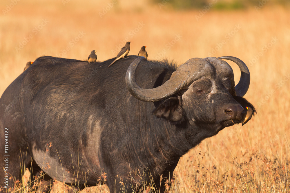 Fototapeta premium Male buffalo with oxpecker on its nose. Shot at sunset in Masai Mara, Kenya. Side view