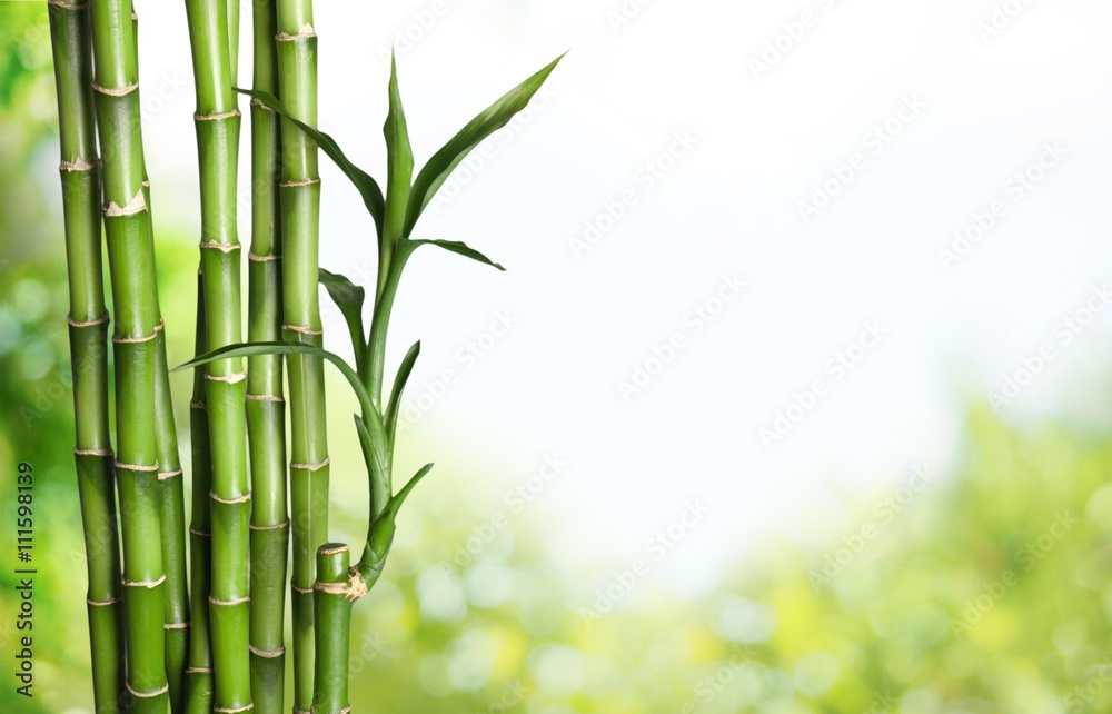 Naklejka premium Bamboo.