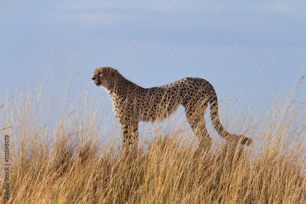 Male cheetah in high grass of Masai Mara, Kenya. Male cheetah in high grass of Masai Mara, Kenya.