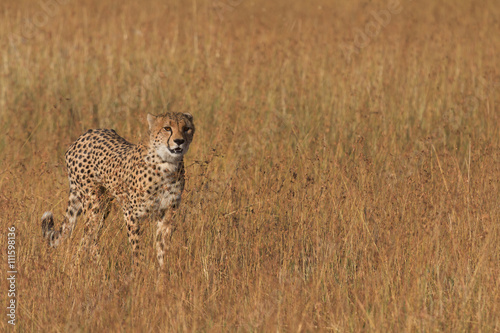 Male cheetah walking in grass and looking for pray in Masai Mara, Kenya © ivanmateev