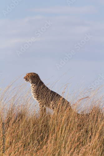 Male cheetah sitting in high grass of Masai Mara, Kenya. Vertical shot