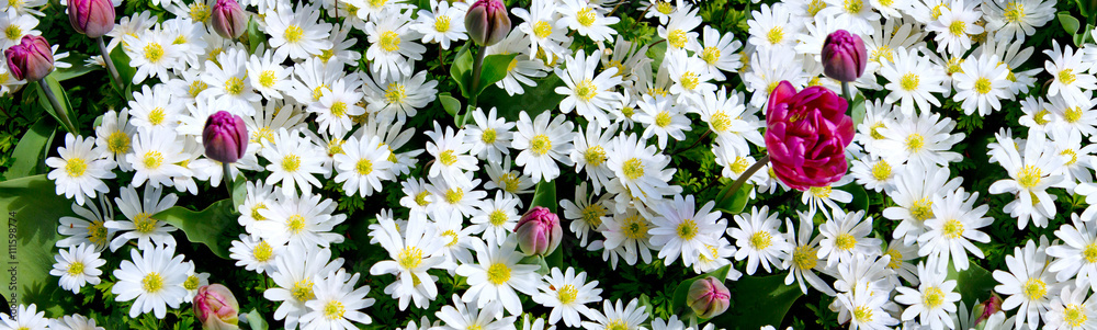 Fototapeta premium White daisy field .