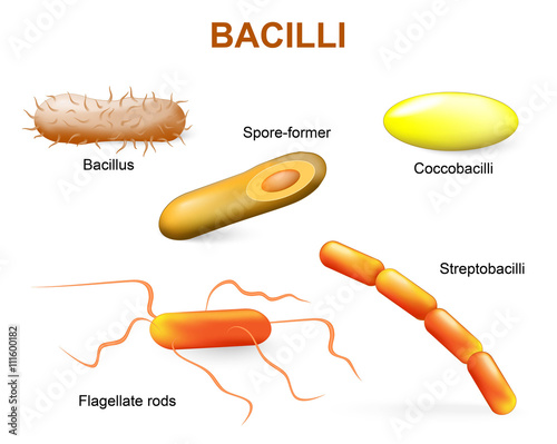 Types of bacteria. bacilli photo