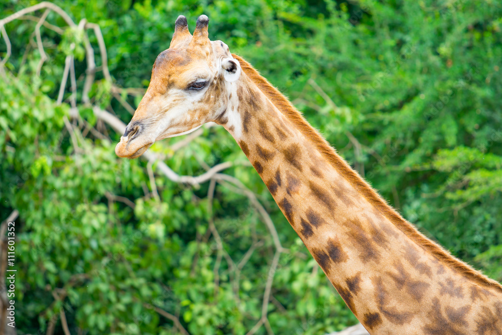 Fototapeta premium giraffe in the nature