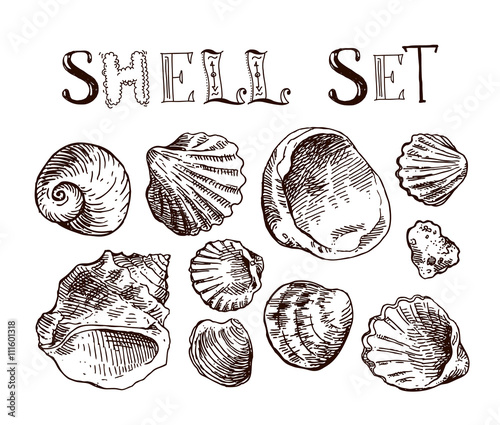 Shell hand drawn