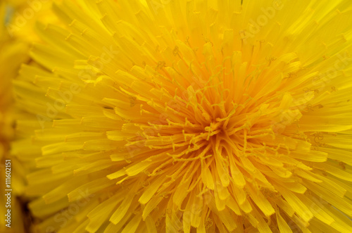 Yellow dandelion close up. Spring flower background