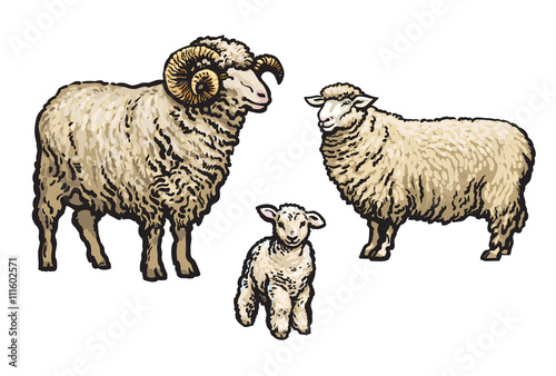 White sheep isolated, sketch vector illustration drawn by hand, isolated on a white background, a man woman and child a sheep, a flock of sheep, farm animals, cloven-hoofed livestock