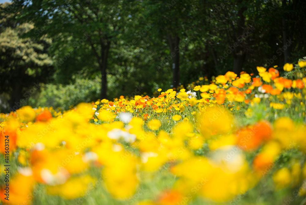 Obraz premium 公園
