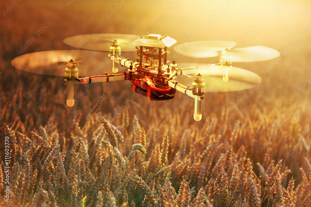 Drone Surveying Wheat Field - obrazy, fototapety, plakaty 