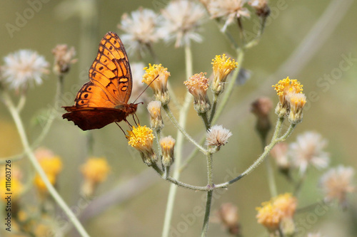Mexican Fritillary on Yellow Flowers
