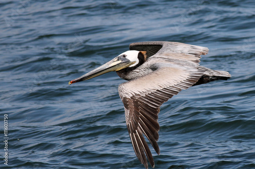 Brown Pelican in Flight © randimal