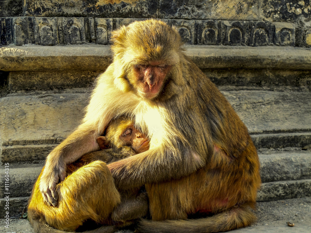 Female monkey protecting its baby in Pashupatinath temple, Kathmandu, Nepal Female monkey protecting its baby in Pashupatinath temple, Kathmandu, Nepal