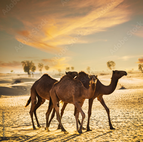 Desert landscape with camel © Oleg Zhukov