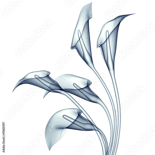 Photo x-ray image of a flower isolated on white , the calla lilly