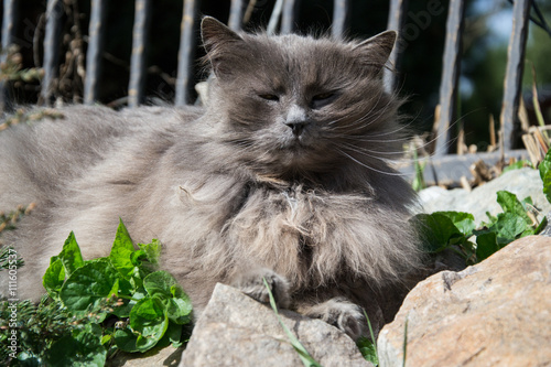 Portrait of thick long-hair gray Chantilly Tiffany cat relaxing in the garden. Close up of fat female cat with large long hair sitting at home. Grey Tiffanie lying in garden on sunny day photo