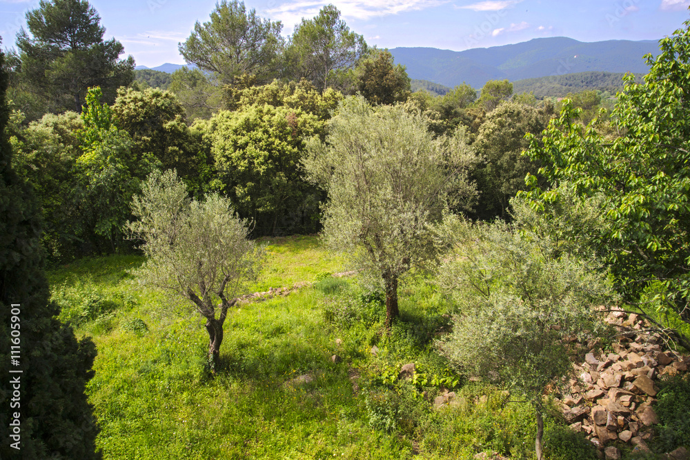 bosques con arboles pequeños en la garrotja girona