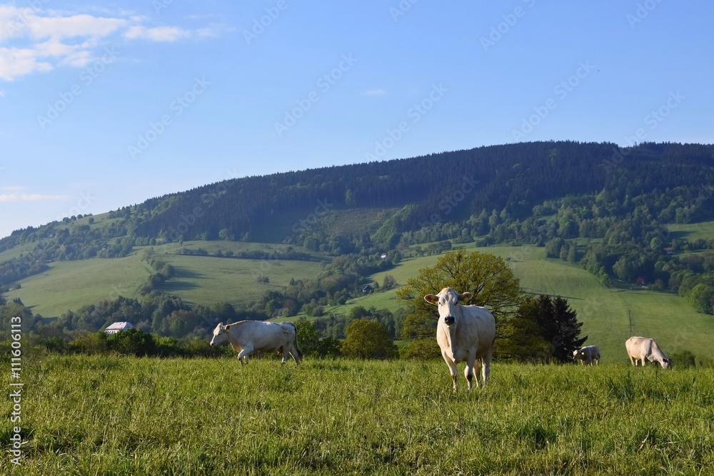 Beautiful landscape with grazing calves in the mountains in summer. Czech Republic - the White Carpathians - Europe.