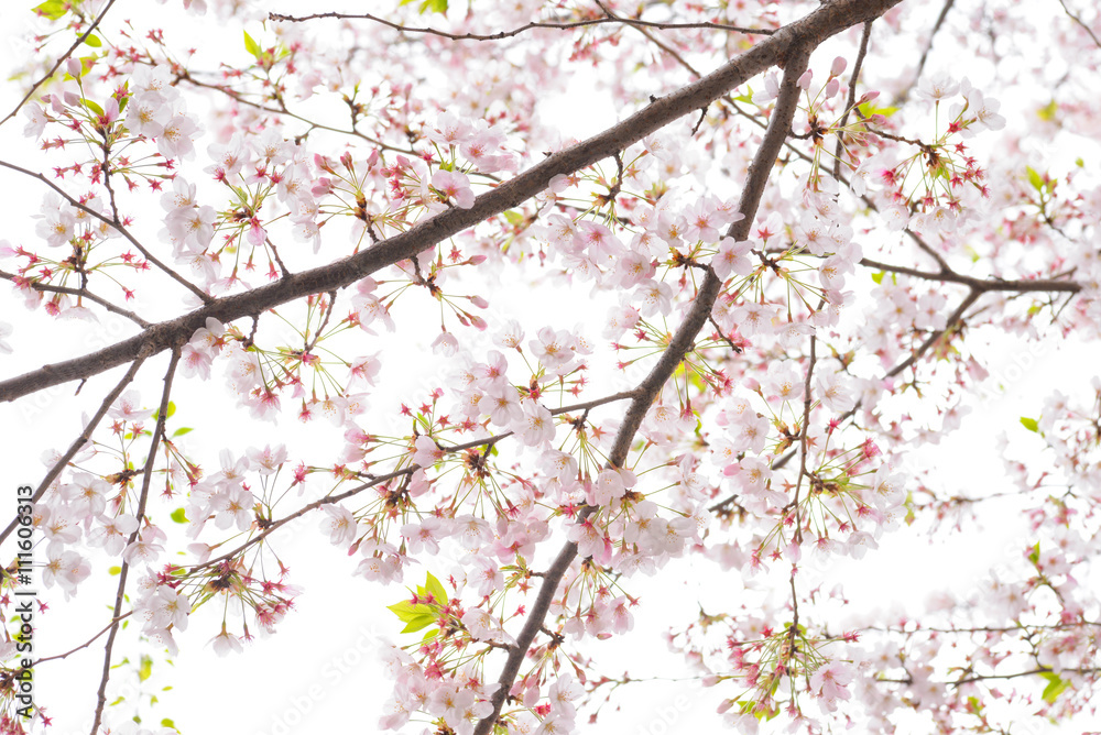 Japanese flowering cherry isolated
