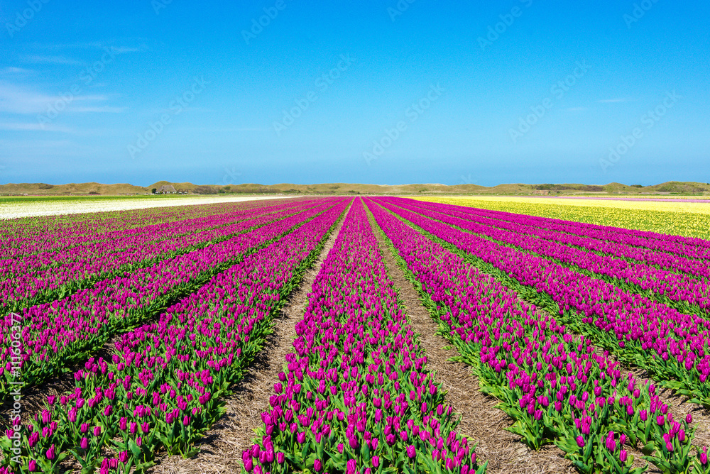 Purple and yellow tulip fields