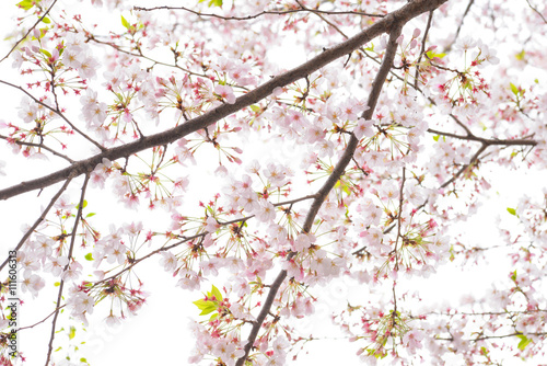 Japanese flowering cherry isolated