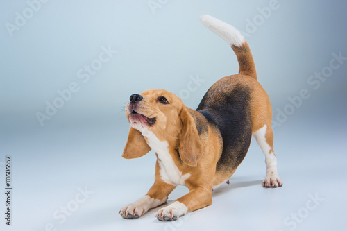 The beagle dog on gray background photo