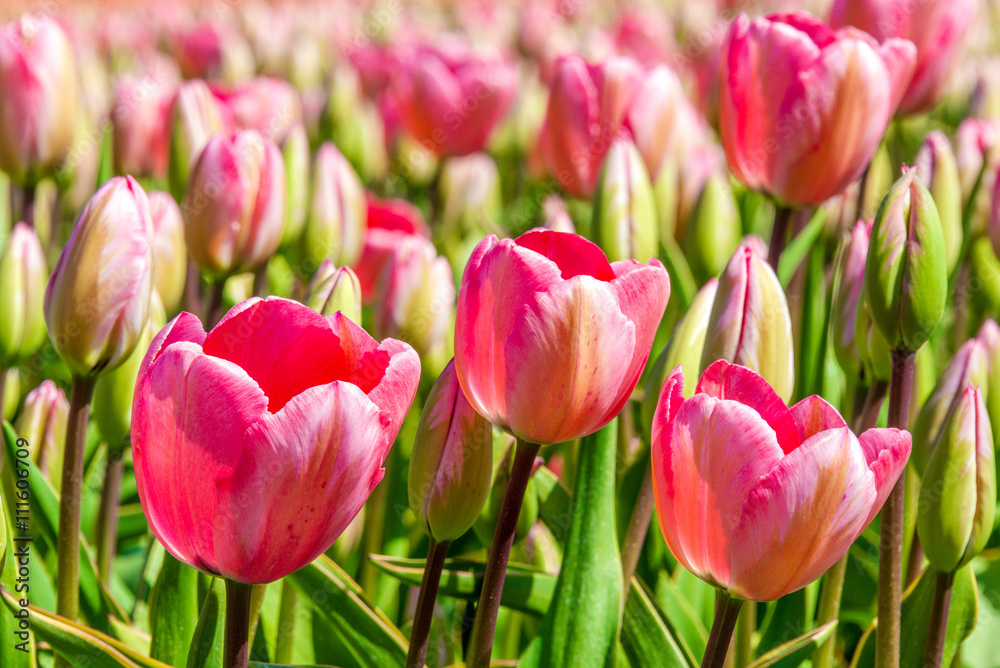Fototapeta premium Closeup of pink tulips on Texel