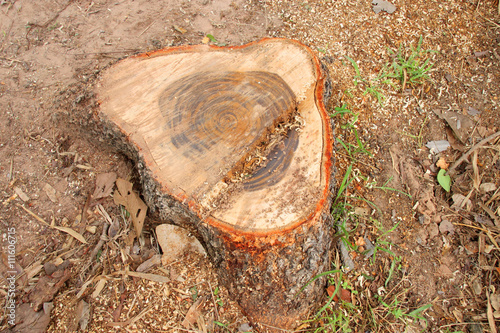 neem tree stump after deforestation