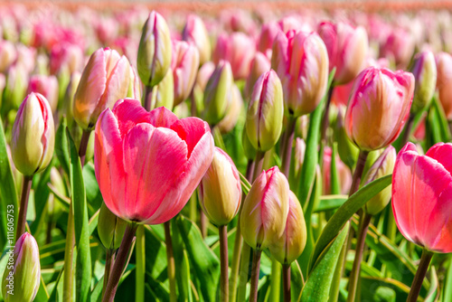 Closeup of pink tulips on Texel