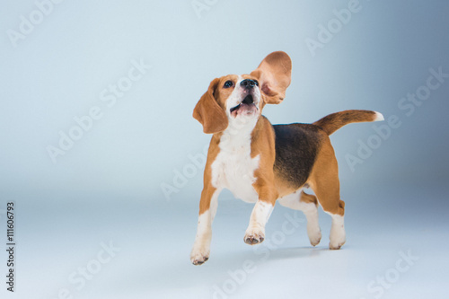Obraz na płótnie The beagle dog on gray background