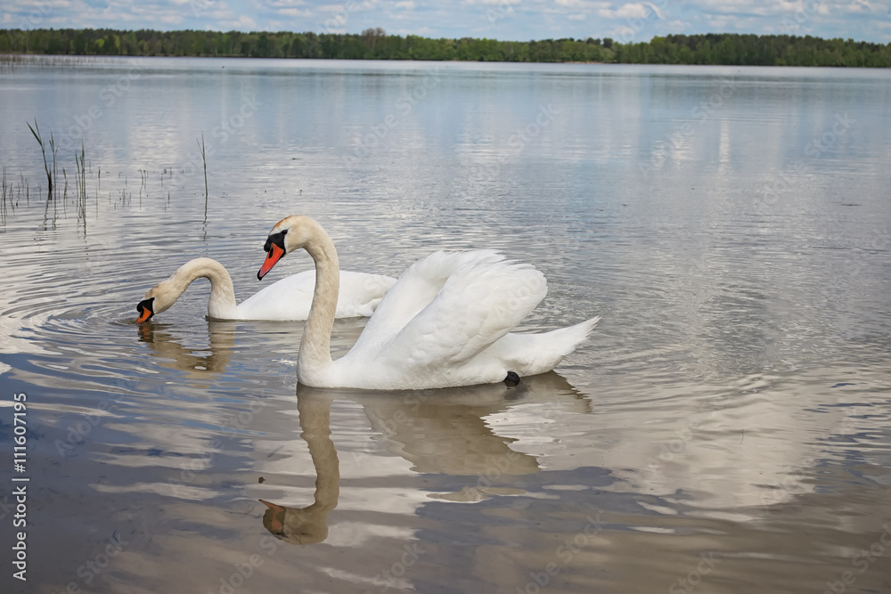 Couple of wild swans are looking for food. Bird is mirrored on the water surface (Pisochne ozero, Ukraine) Couple of wild swans are looking for food. Bird is mirrored on the water surface (Pisochne ozero, Ukraine)