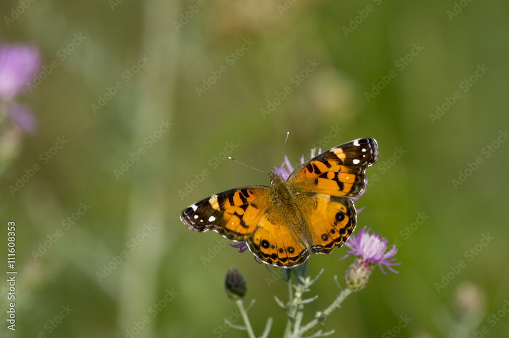 A black and orange butterfly perched on purple flowers with a green background on a sunny day. A black and orange butterfly perched on purple flowers with a green background on a sunny day.