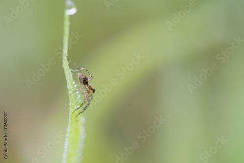 A tiny brown spider crawling on a dew covered piece of green grass with a green background.