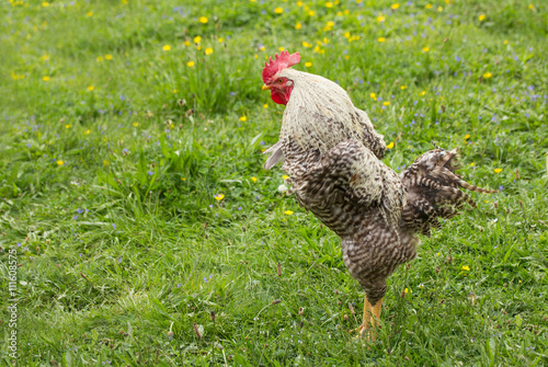 Gefleckter Haushahn / Spotted cock