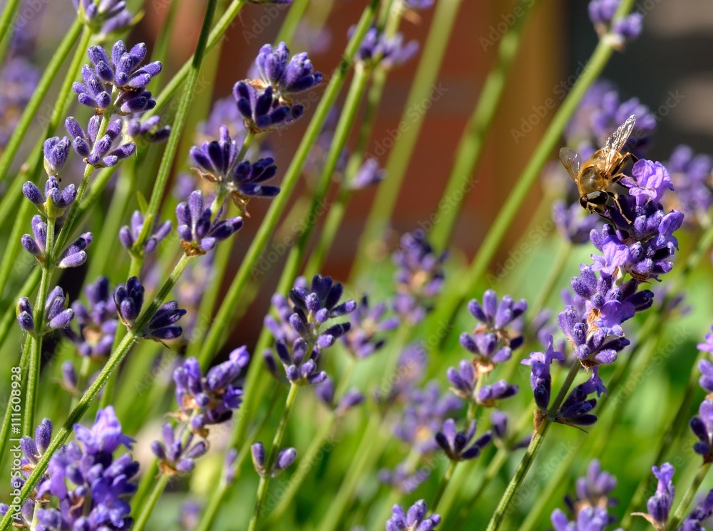 Obraz premium mosca sulla lavanda