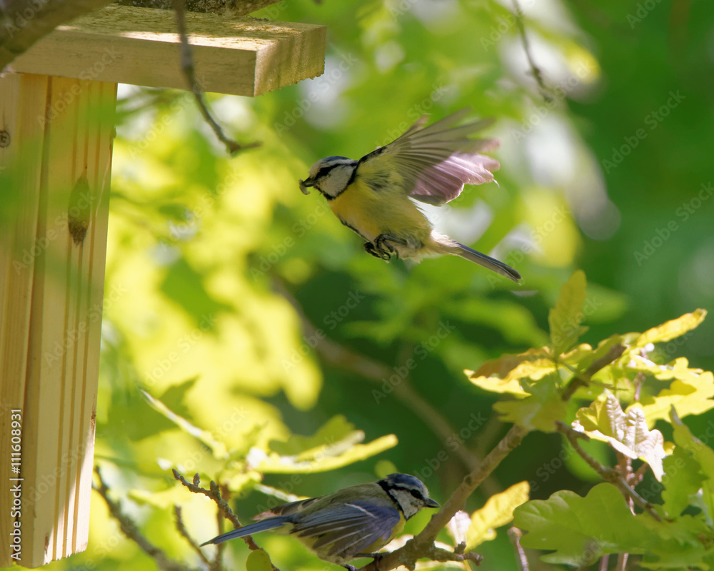 Fototapeta premium Eurazji niebieskie cycki