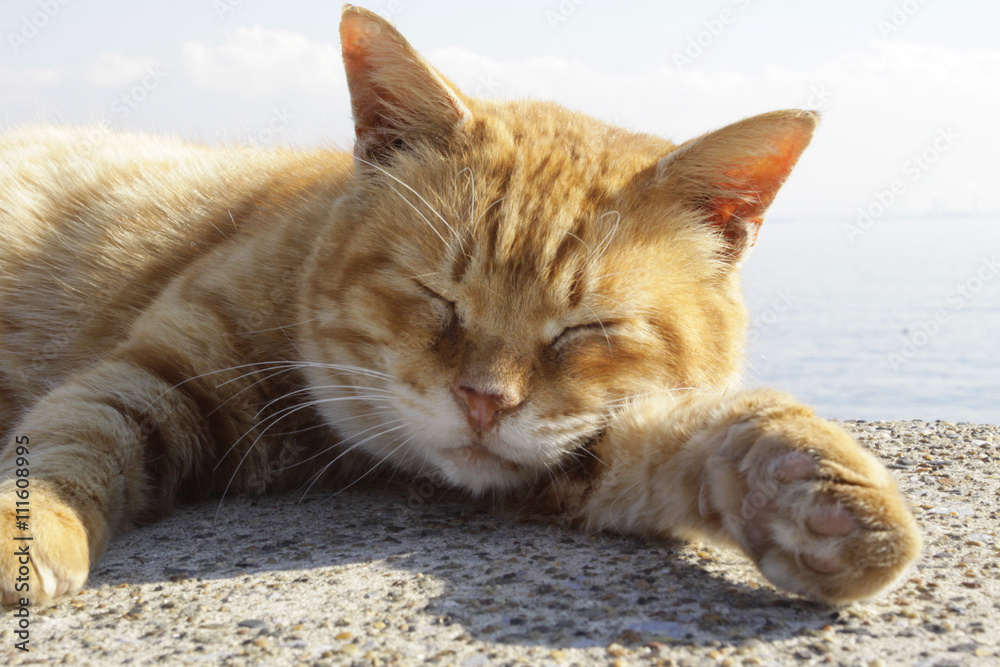 Naklejka premium ねこ