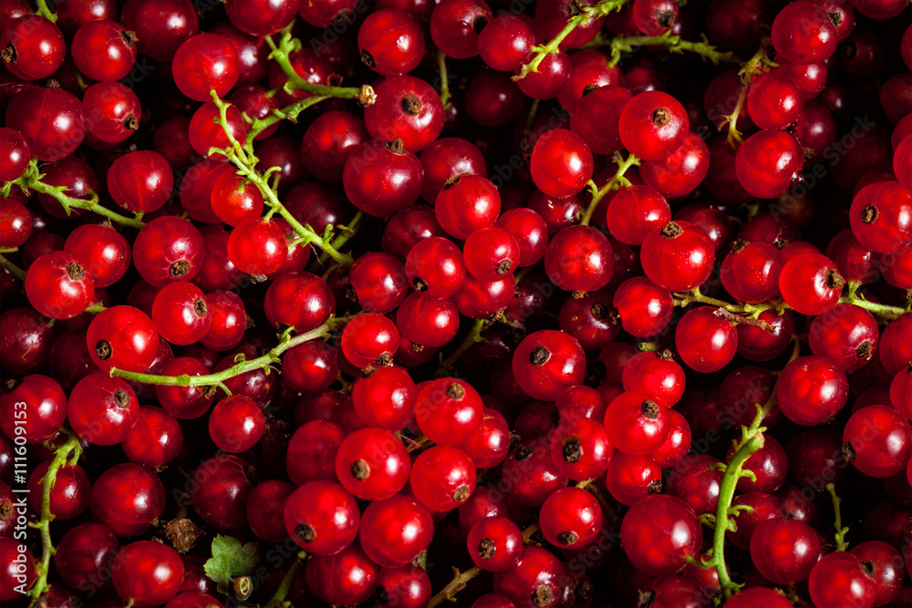 Redcurrant close up Redcurrant close up