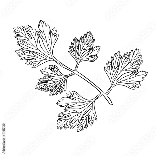 a sprig of parsley