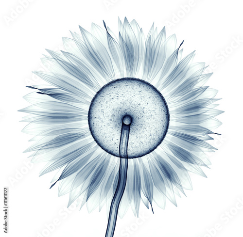 Fotografie x-ray image of a flower isolated on white , the sunflower