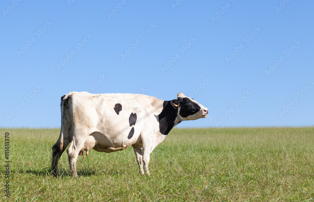 Single black and white Holstein dairy cow with full udder chewing the cud on the skyline in an autumn pasture in evening light, side or profile view with copy space Single black and white Holstein dairy cow with full udder chewing the cud on the skyline in an autumn pasture in evening light, side or profile view with copy space