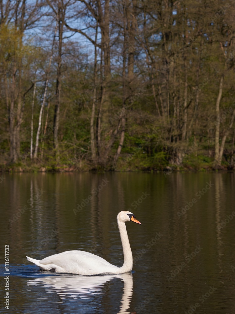 Swan on a lake